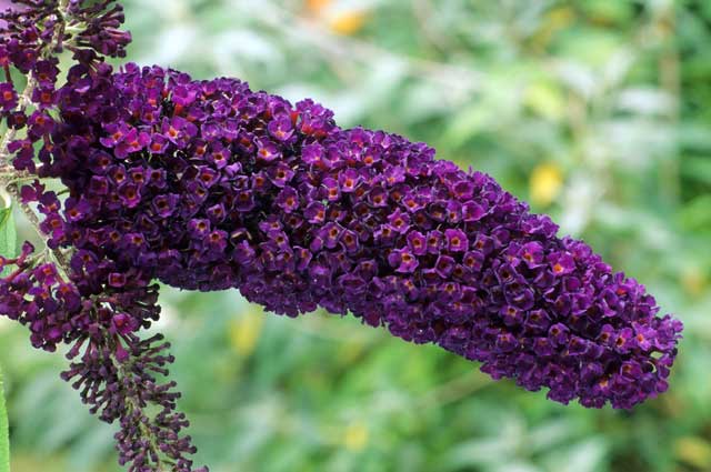 The dark knight: Buddleia davidii - or 'Black Knight' - has a deliciously deep colour, but needs serious pruning