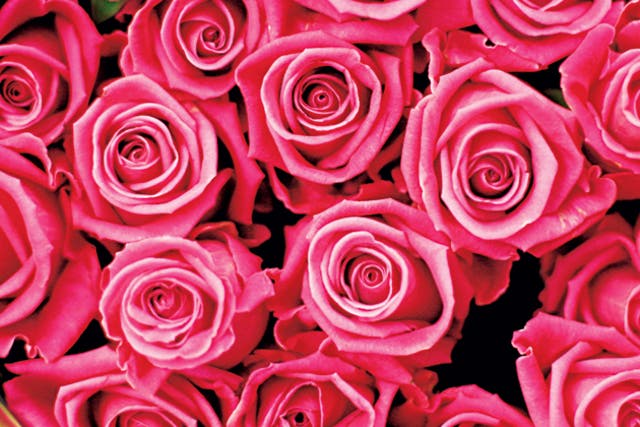 Pink roses are said to signify grace; red are for love but yellow ones indicate infidelity