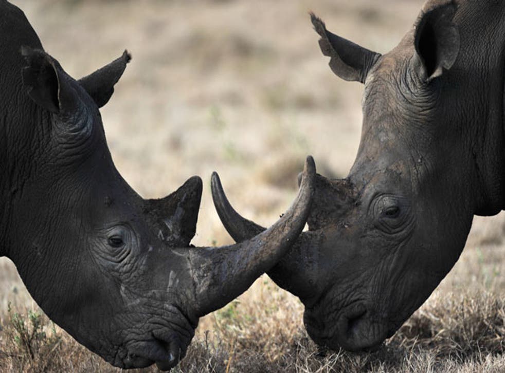 Rhino poaching is rising, putting the species under threat