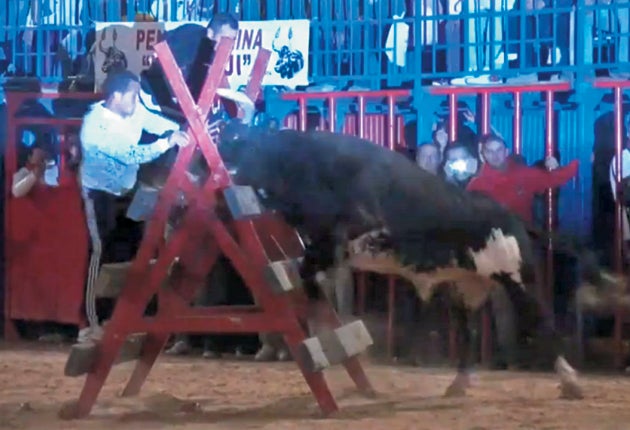 Ratón, the 10-year-old bull, in action at a fair in Paiporta, near Valencia, in February
