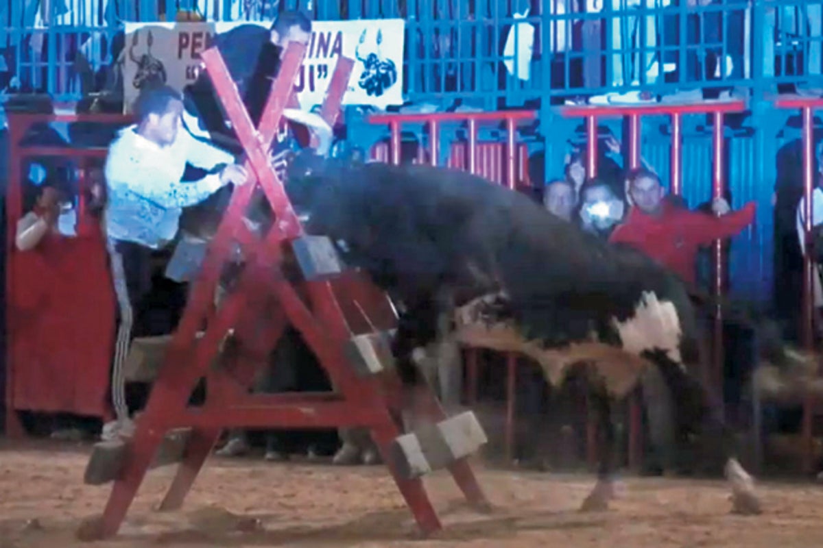Bloodthirsty revellers rush to see Mouse, the 550kg raging bull | The ...