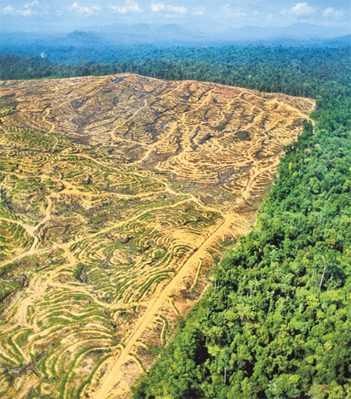 Обезлесивание. Долина Мехико обезлесение. Обезлесение Бразилии. Обезлесение Калимантан. Вырубка лесов в Бразилии.