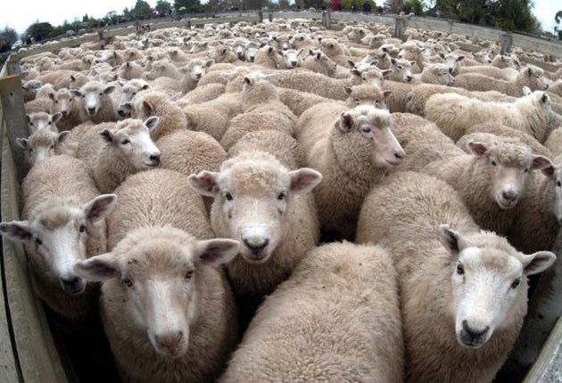 New Zealanders feared the stunt would encourage the inevitable sheep jokes