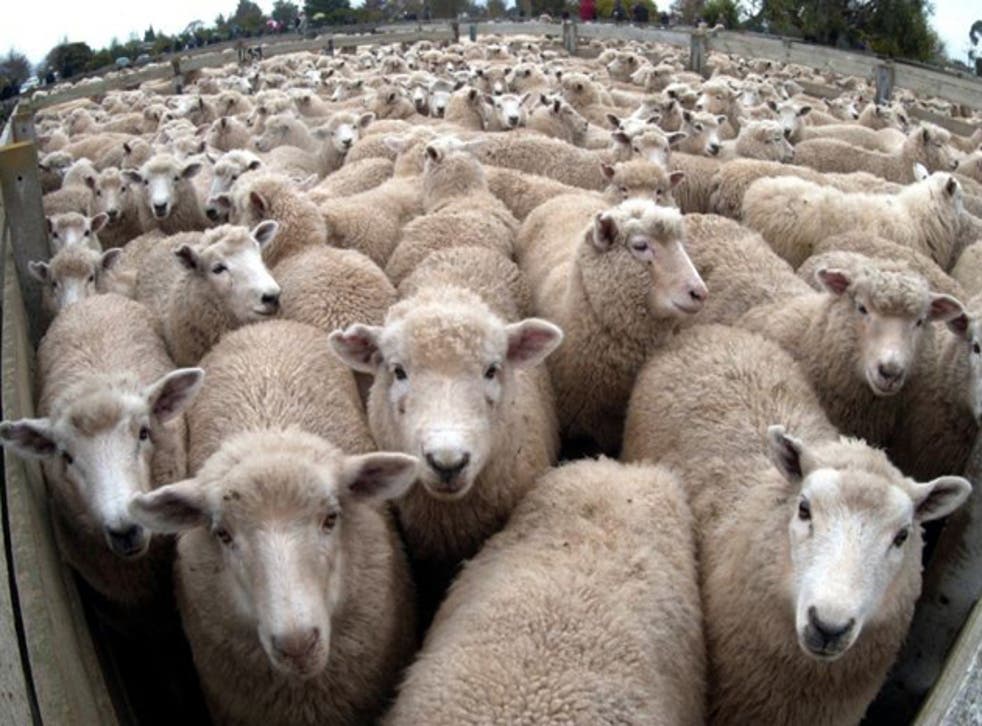 Sheep were first introduced to New Zealand in 1773 by British explorer Captain James Cook and later by missionary Samuel Marsden