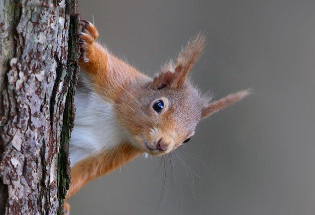 Red squirrels have been declining in Britain since the 19th Century