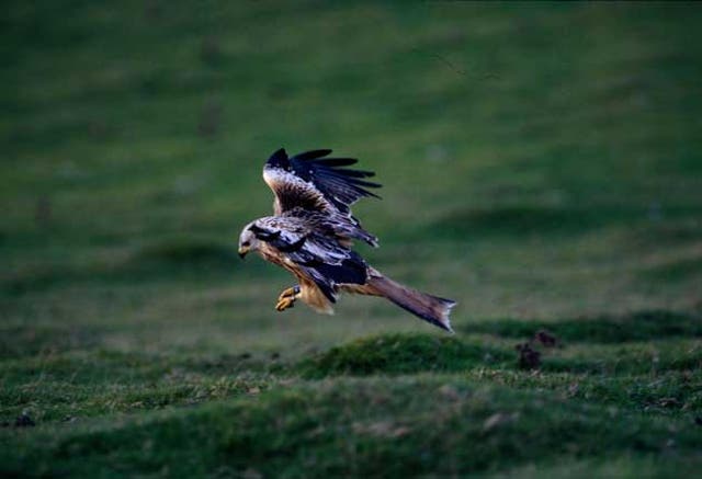 The red kite has been given a helping hand through re-introduction schemes