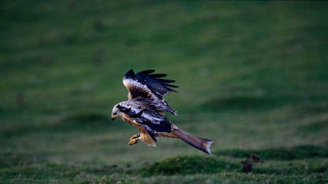 The red kite has been given a helping hand through re-introduction schemes