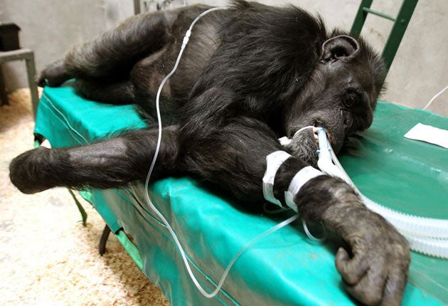 A chimp is sedated at the Blair Drummond Safari Park as part of its DNA testing work