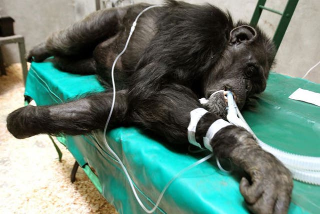 A chimp is sedated at the Blair Drummond Safari Park as part of its DNA testing work