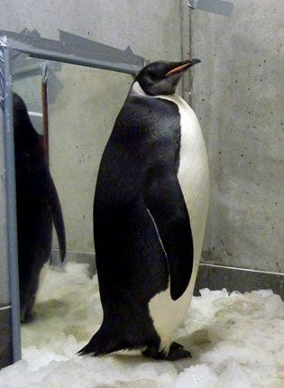 The lost penguin has spent months convalescing in his ice-lined, air-conditioned room at Wellington Zoo