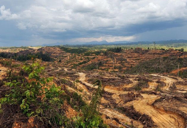 A forest cleared to make way for palm oil crops
