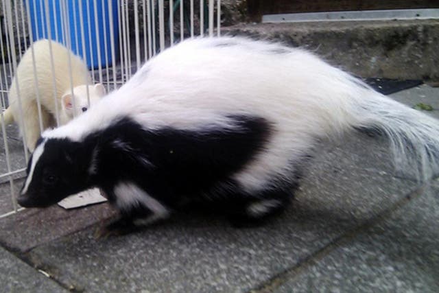 Handout photo issued by Cumbria Police of Flower the skunk aged two who went missing from her home on Hayclose Crescent in Kendal, this morning.