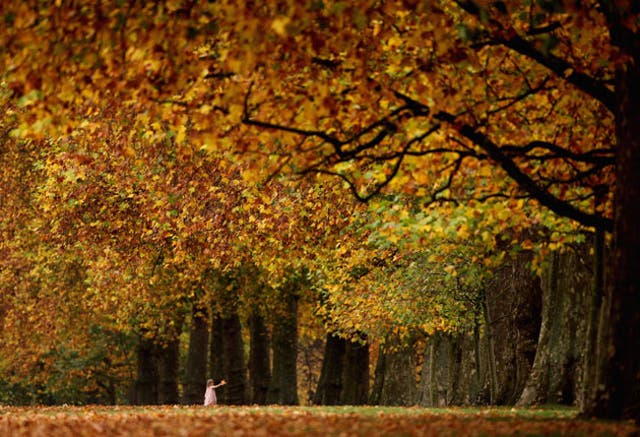 The colours of autumn leaves