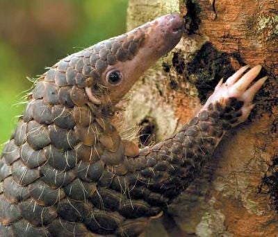 Pangolins are under threat from poaching