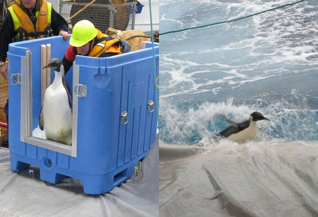 The lost emperor penguin Happy Feet makes a swift return to the waters of the Antarctic
