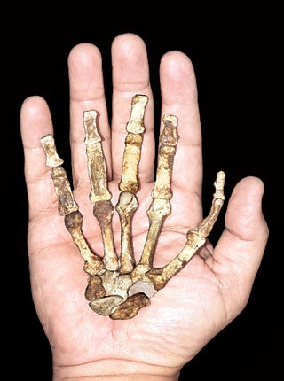 The hand of Australopithecus sediba is much smaller than that of modern man