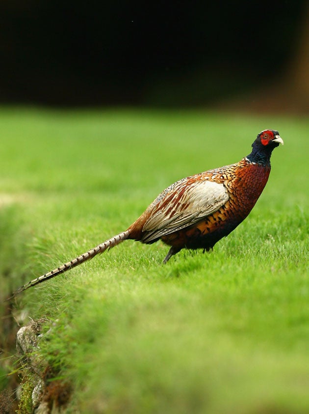 Each year in the UK, around 40 million pheasants are reared to be shot