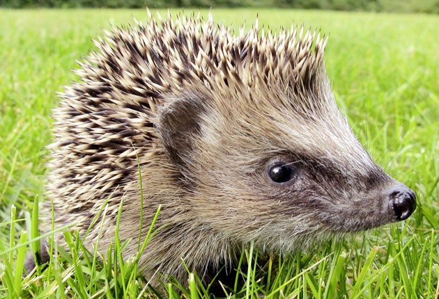 The public is being urged to take part in a survey of hedgehogs
