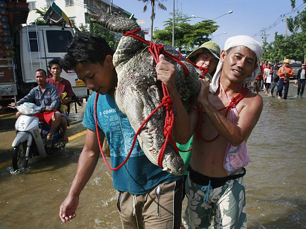 Residents carry a crocodile caught in a flooded area north of Bangkok