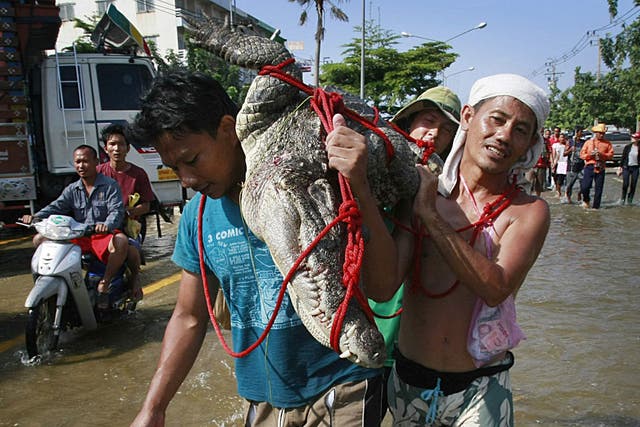 Residents carry a crocodile caught in a flooded area north of Bangkok