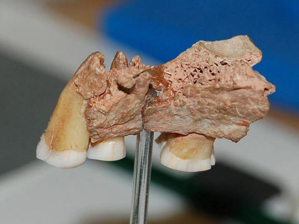 A fragment of the jawbone, with three teeth, discovered in Devon