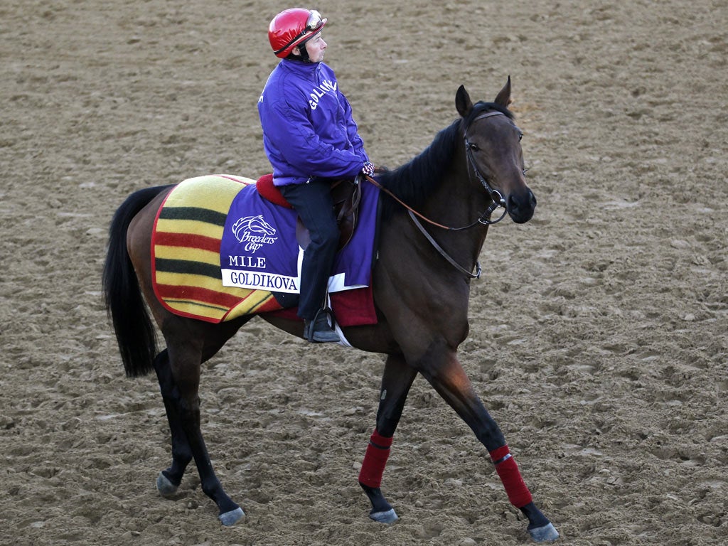 Goldikova prepared for Saturday’s Breeders’ Cup Mile by working on the dirt track at Churchill Downs yesterday