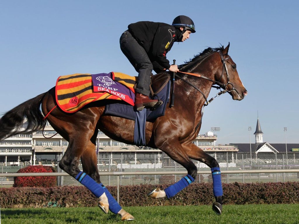 Breeders' Cup hopeful Sea Moon gallops over the turf course at Churchill Downs
