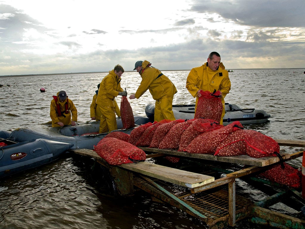 Haul of cockles caught in Lytham St Annes