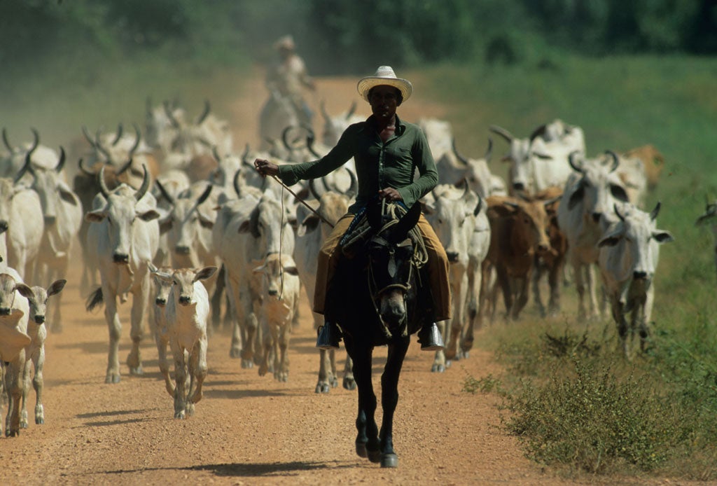 Tough customers: Venezuelan cowboys, or llaneros, drive cattle over vast areas