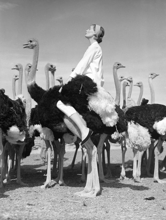 Norman Parkinson, Wenda andOstriches, South Africa for Vogue 1951