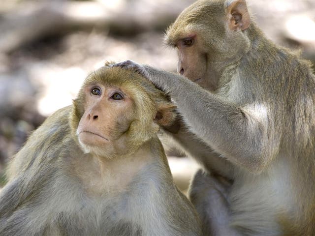 Scientists are concerned at the level of suffering involved in many neuroscience experiments on primates