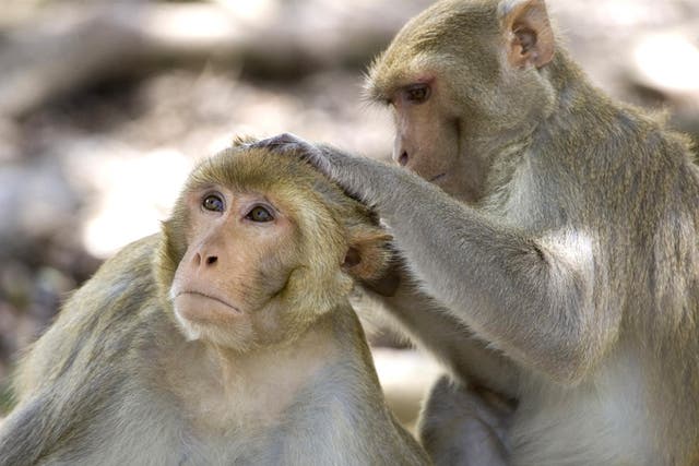 Scientists are concerned at the level of suffering involved in many neuroscience experiments on primates
