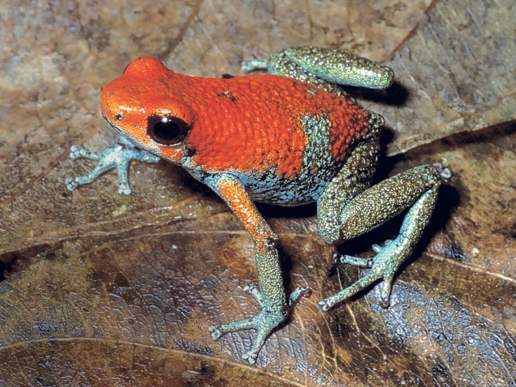 Granular poison frog (Oophaga granulifera) Listed as vulnerable on the Red List of Threatened Species, mainly because its severely fragmented range covers an area of less than 20,000 sqkm in Costa Rica and Panama, and is
getting smaller due to farming, lo