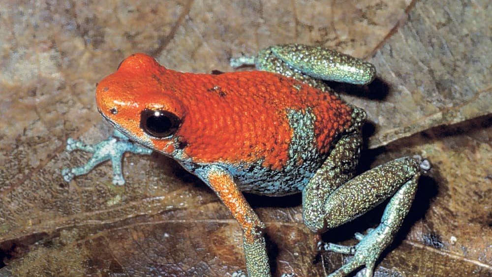 Pictures Of Amphibians - Bilscreen