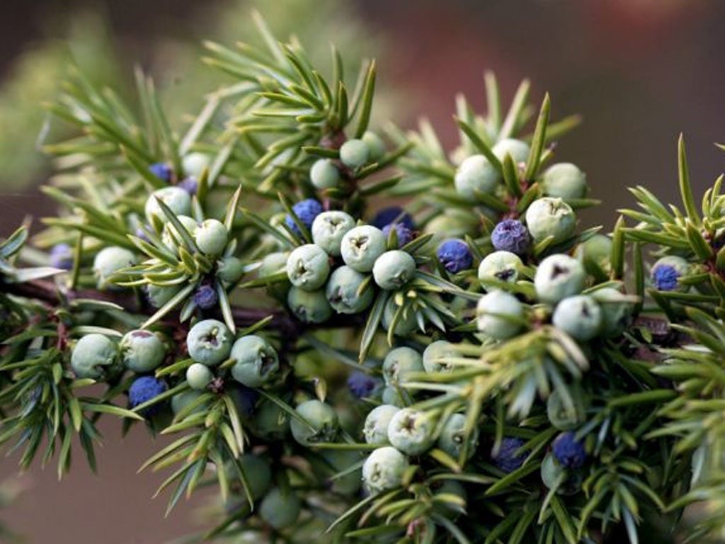Juniper is one of only three native British conifers - the others are the yew and the scots pine - and it was one of the first trees to colonise Britain after the last Ice Age