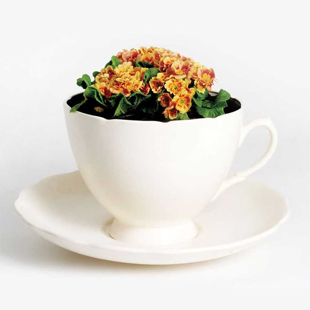Gitta Gschwendtner's giant tea-cup planter, £159, theo-theo.com