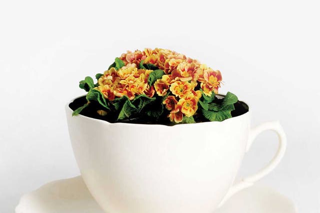 Gitta Gschwendtner's giant tea-cup planter, £159, theo-theo.com