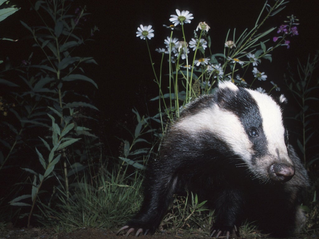 Farmers blame badgers for spreading TB to their cattle