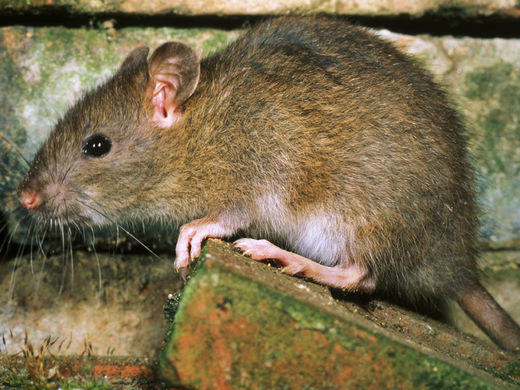 Rats in Madagascar's prisons have been blamed for spreading bubonic plague