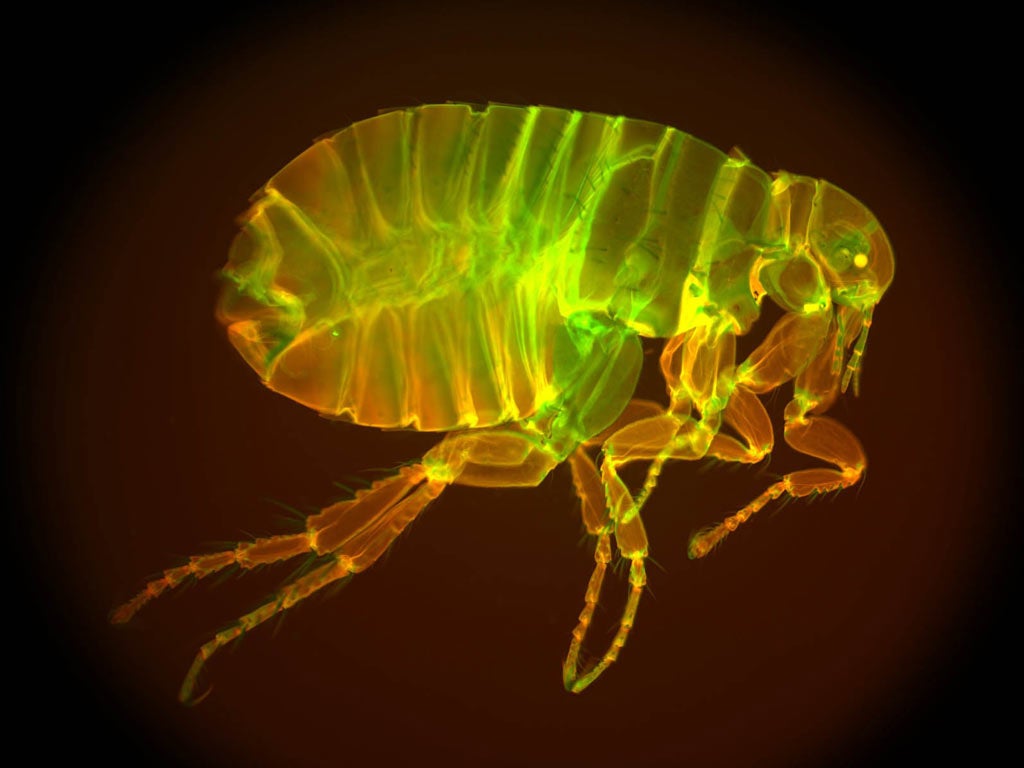 Despite having a member 2.5 times its own body length, the flea’s penis is so thin it’s only faintly discernible, even under a microscope