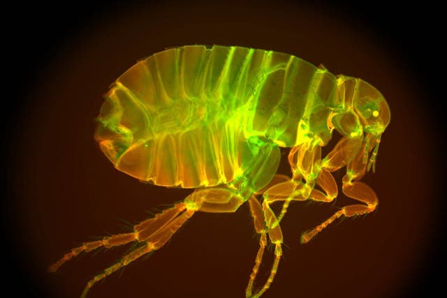 Despite having a member 2.5 times its own body length, the flea’s penis is so thin it’s only faintly discernible, even under a microscope 