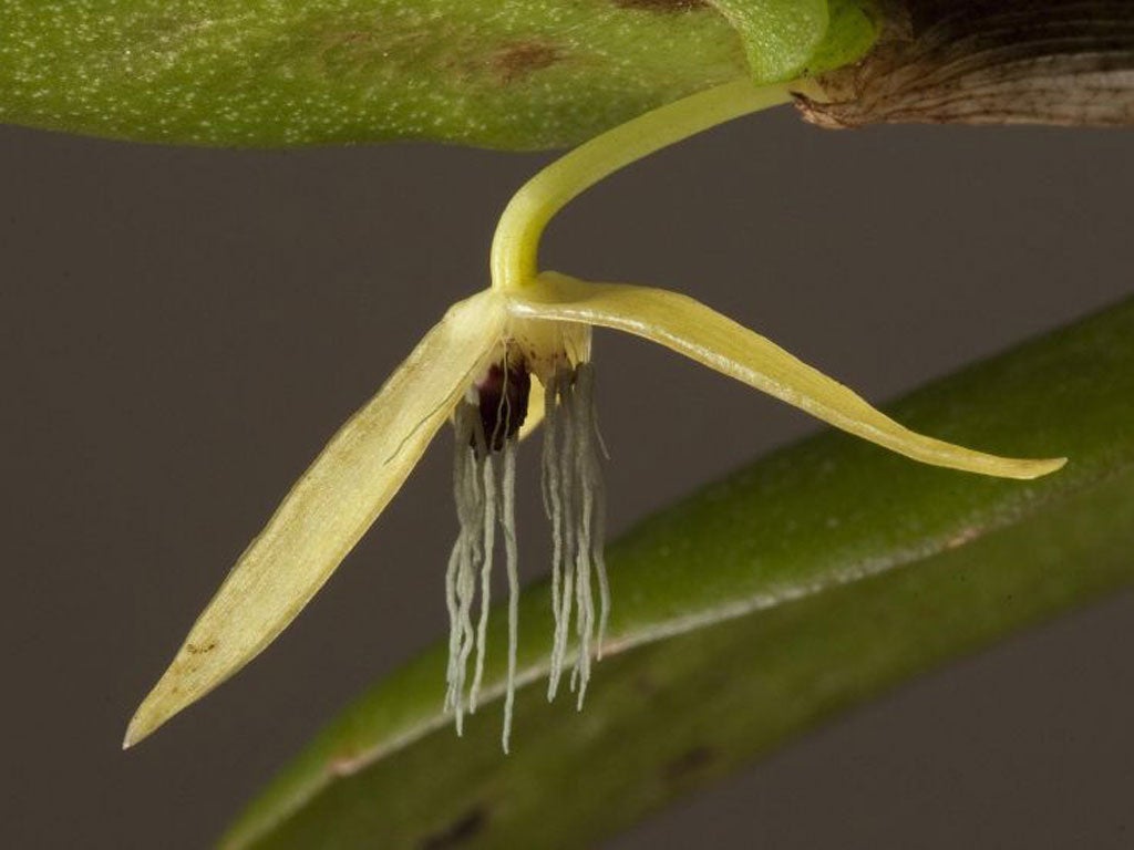 The species, Bulbophyllum nocturnum, is the first known example of an orchid which has flowers that consistently open after dark and close in the morning.