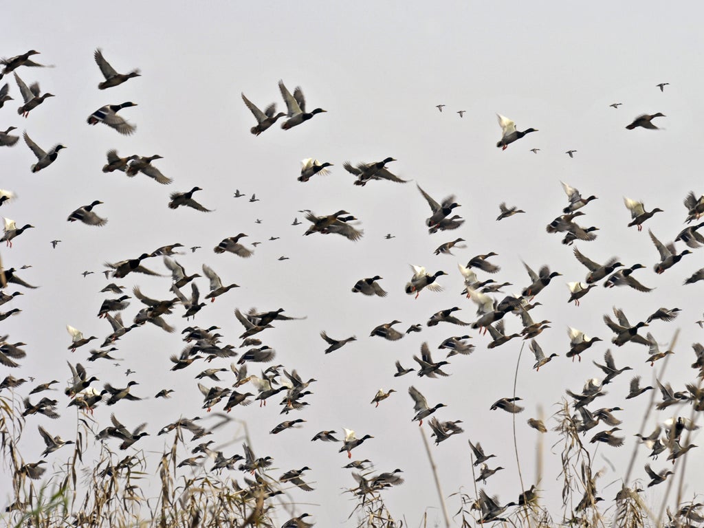 Migratory birds fly over Indian Kashmir's wetland Hokersar. They too will eventually return home
