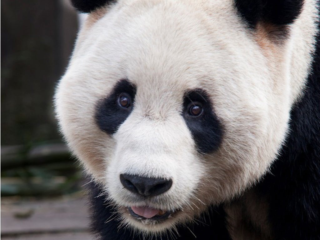 Giant panda Yang Guang