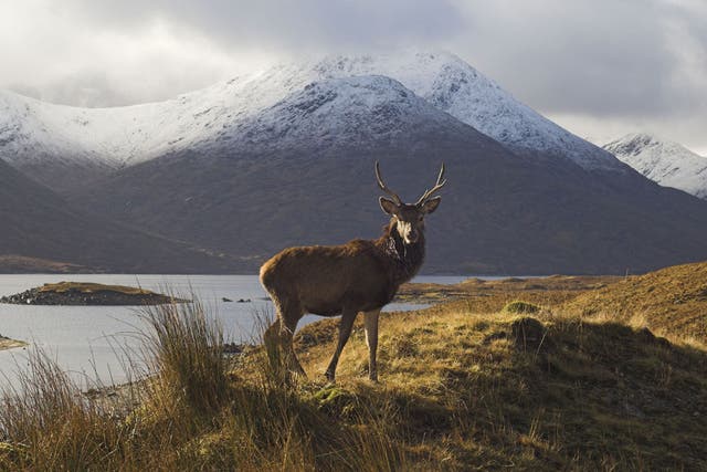 Wild and wonderful: Scotland’s snow-capped peaks