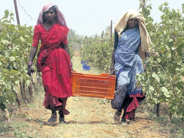 Corking! Bangalore workers carry grapes for use in India’s fast-growing wine industry
