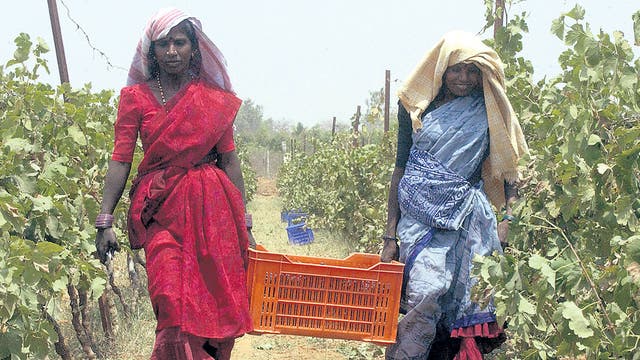 Corking! Bangalore workers carry grapes for use in India’s fast-growing wine industry