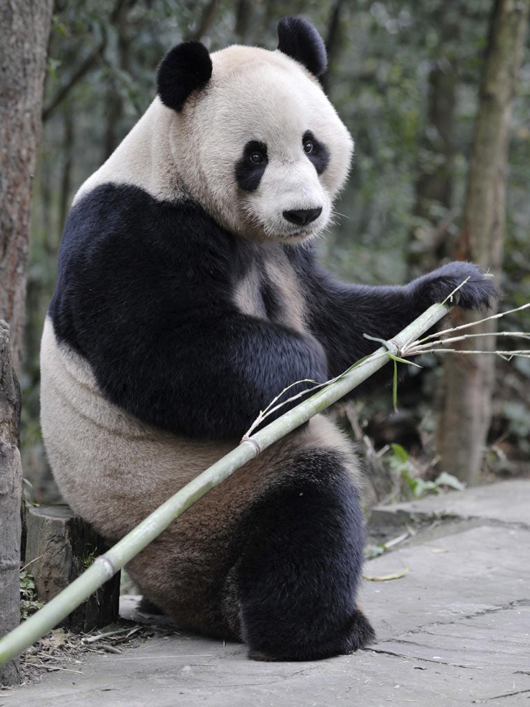 Edinburgh Zoo will pay China £600,000 a year for the pandas
