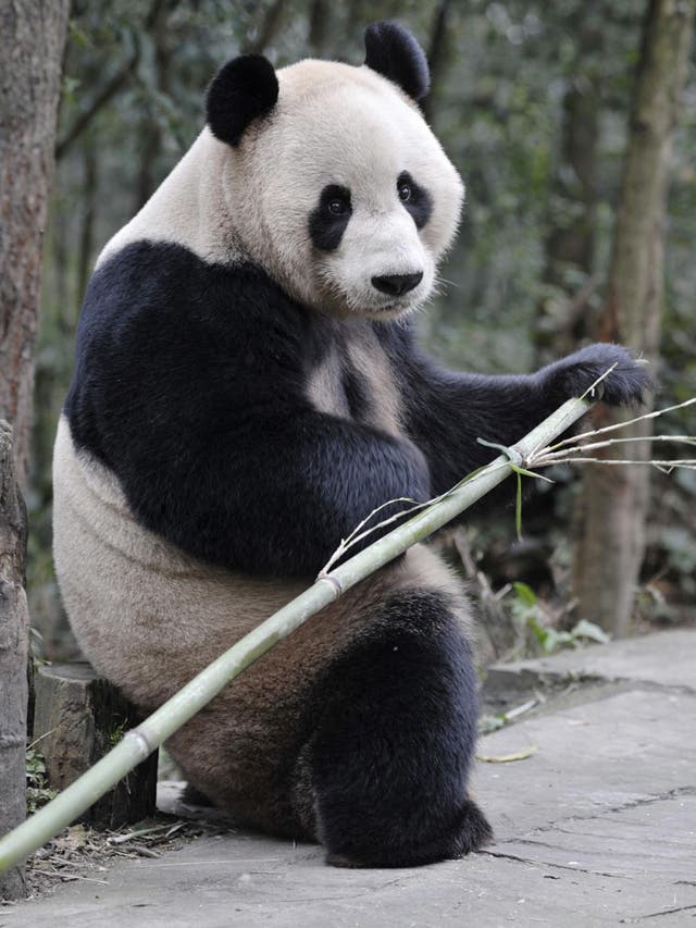 Edinburgh Zoo will pay China £600,000 a year for the pandas 