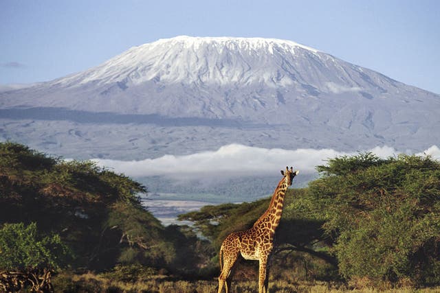 High life: A giraffe with Mount Kilimanjaro in background